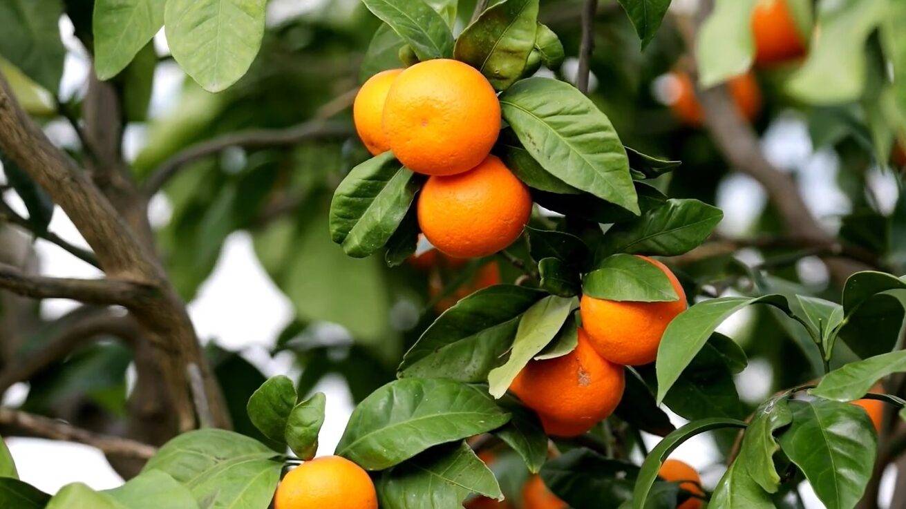 citrus connect|citrus connect